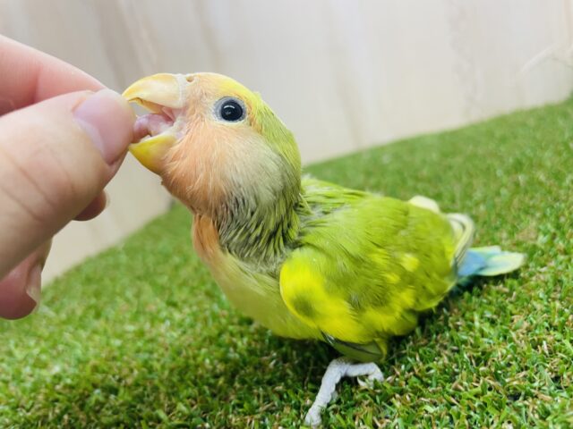 コザクラインコ（小桜インコ）