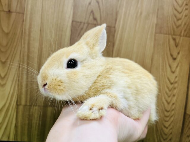 ネザーランドドワーフ