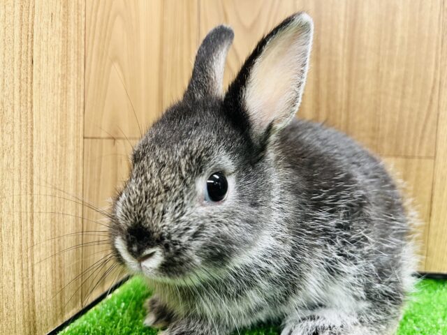 ネザーランドドワーフ