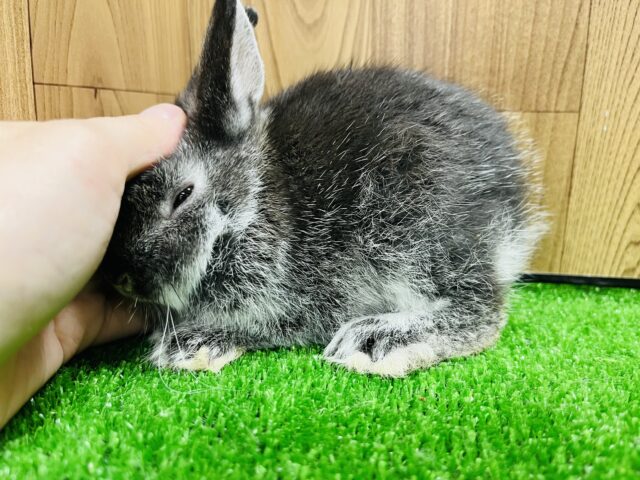 ネザーランドドワーフ