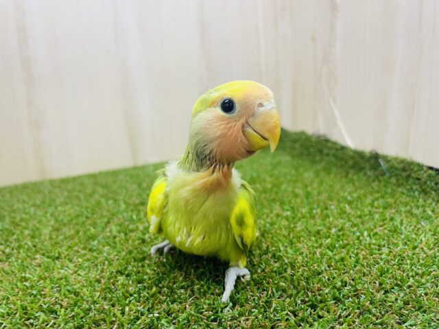 コザクラインコ（小桜インコ）