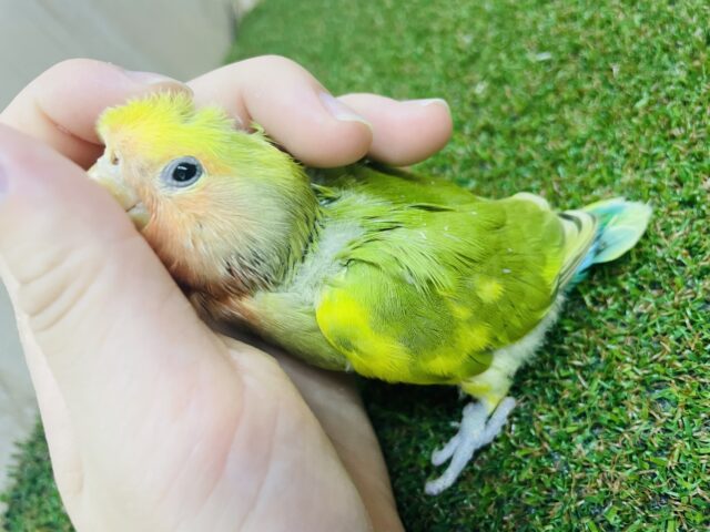 コザクラインコ（小桜インコ）