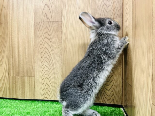 ネザーランドドワーフ