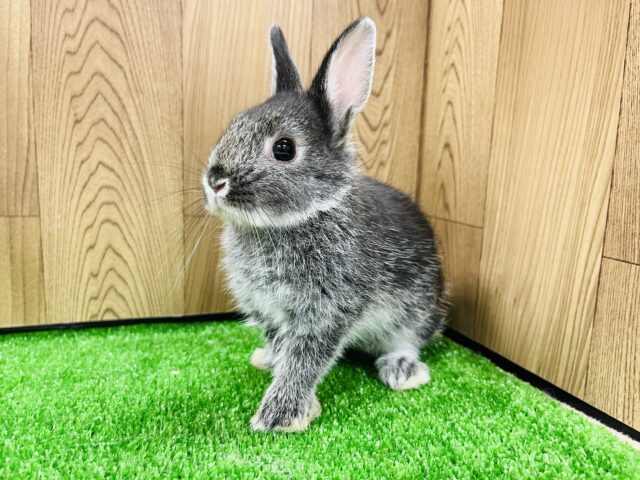 ネザーランドドワーフ