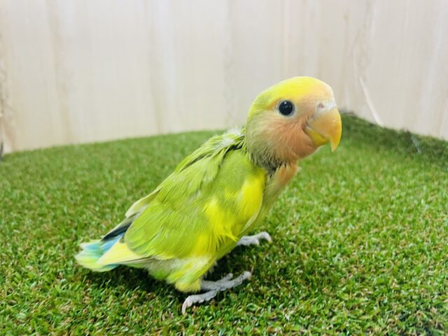 コザクラインコ（小桜インコ）