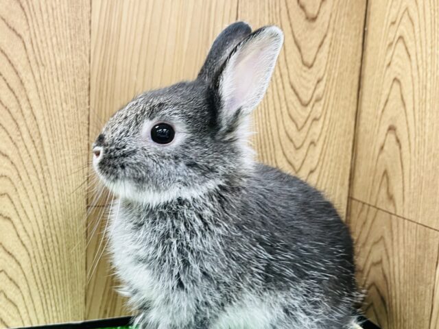 ネザーランドドワーフ