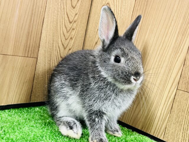 ネザーランドドワーフ