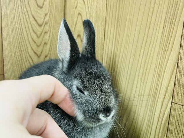 ネザーランドドワーフ