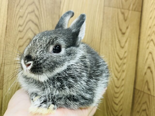 ネザーランドドワーフ