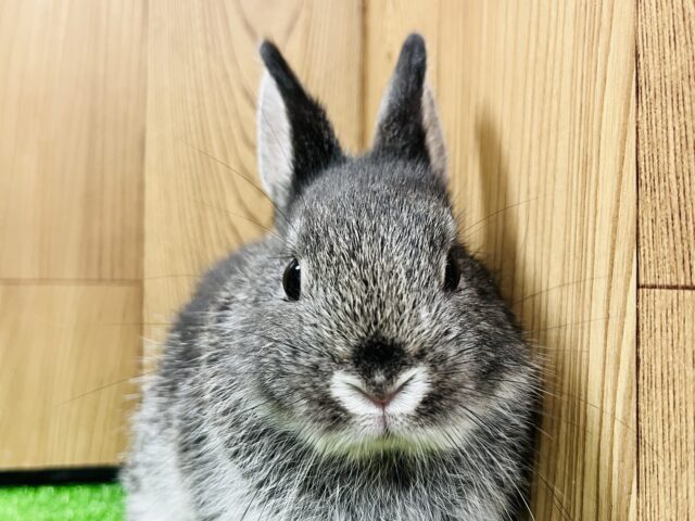 ネザーランドドワーフ