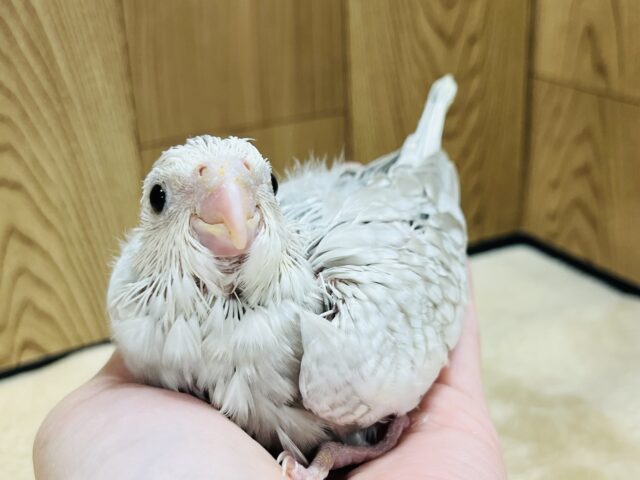 オカメインコ