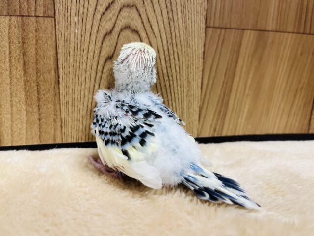 ジャンボセキセイインコ