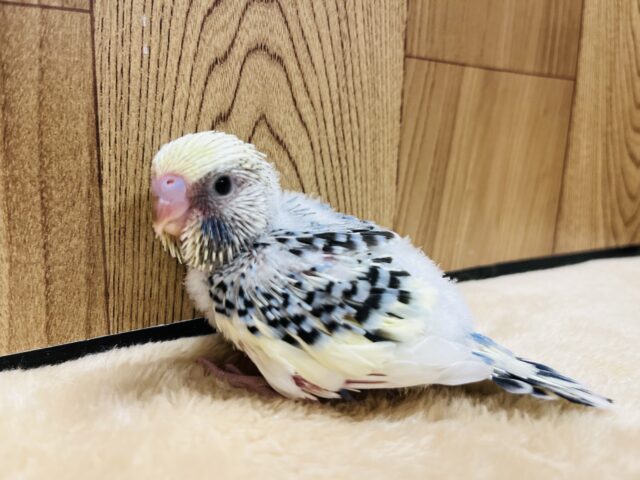 ジャンボセキセイインコ