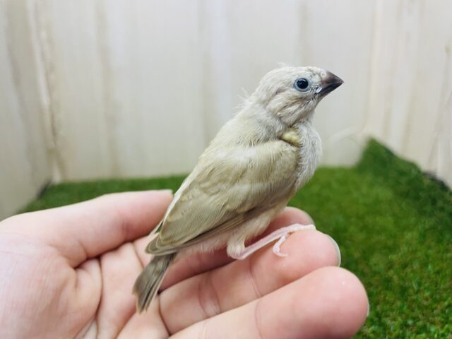 錦花鳥（キンカチョウ）