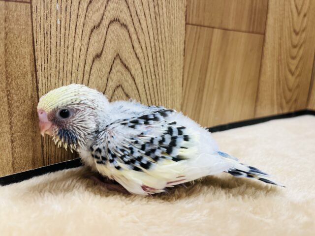 ジャンボセキセイインコ