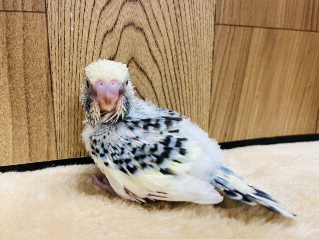 ジャンボセキセイインコ