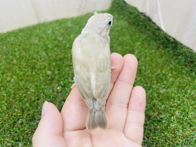 錦花鳥（キンカチョウ）