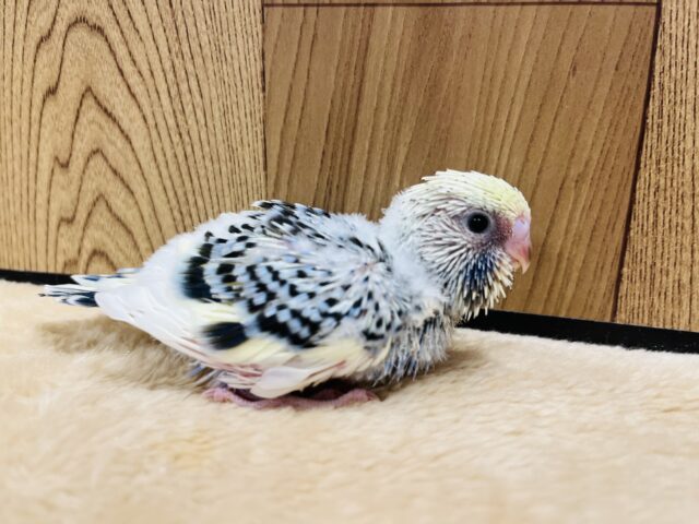 ジャンボセキセイインコ