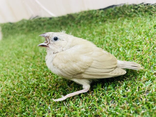 錦花鳥（キンカチョウ）