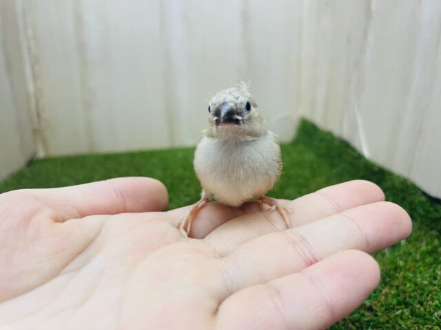 錦花鳥（キンカチョウ）