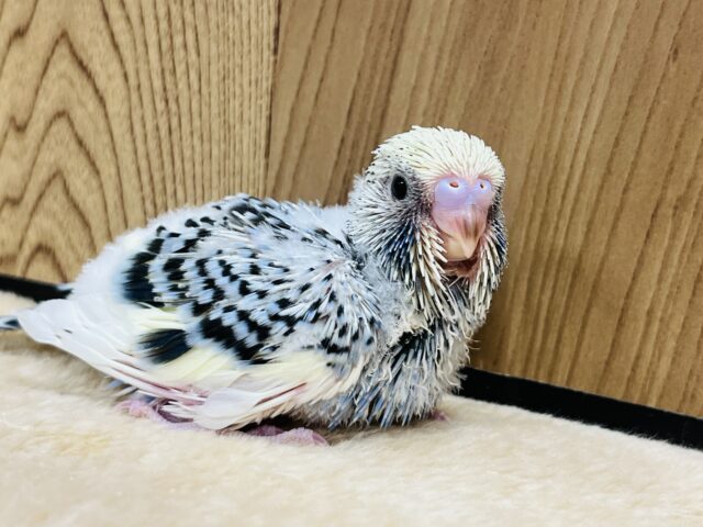 ジャンボセキセイインコ