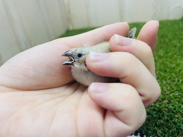 錦花鳥（キンカチョウ）