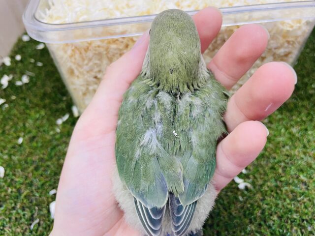 コザクラインコ（小桜インコ）