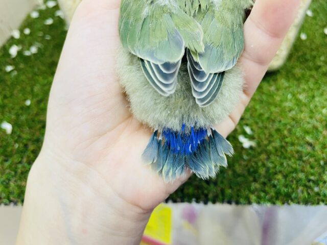コザクラインコ（小桜インコ）