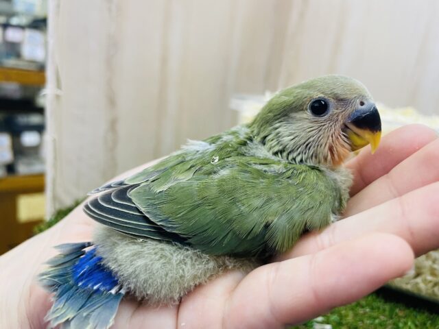コザクラインコ（小桜インコ）