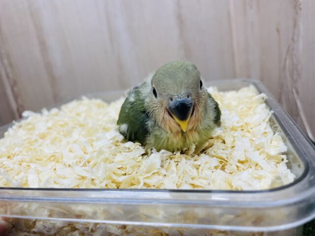 コザクラインコ（小桜インコ）