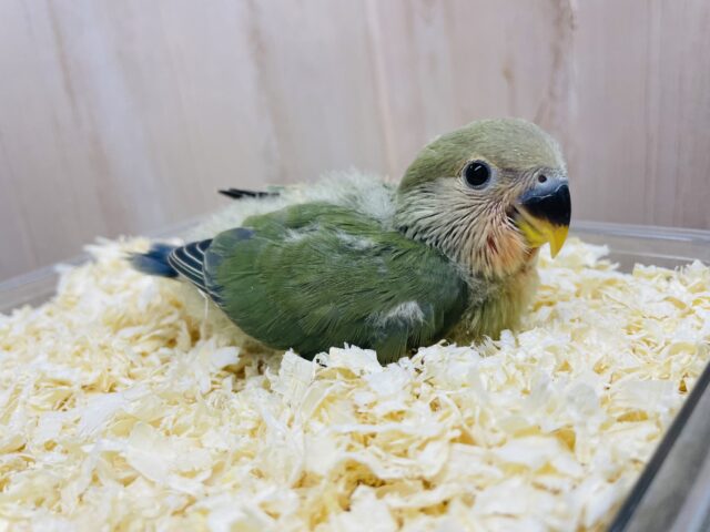 コザクラインコ（小桜インコ）