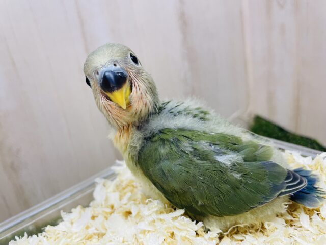 コザクラインコ（小桜インコ）