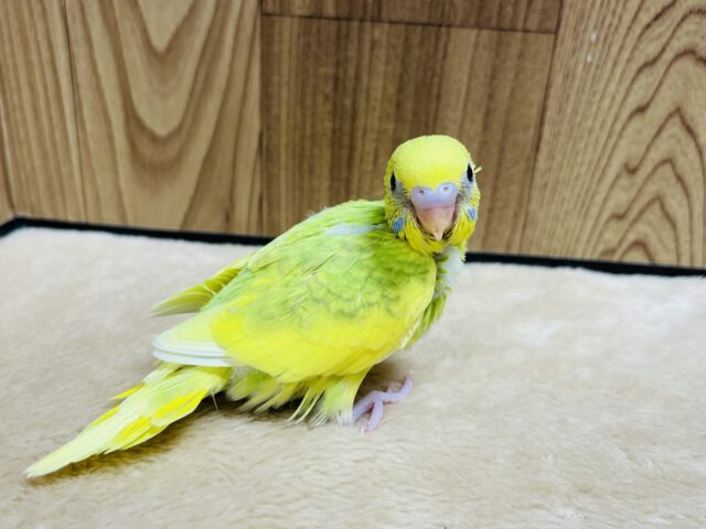 セキセイインコ