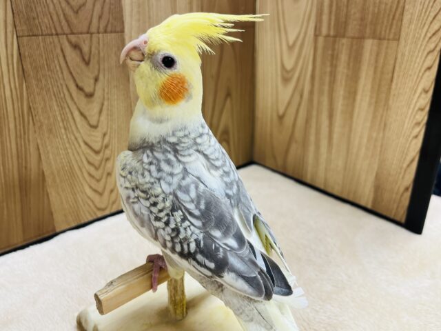オカメインコ
