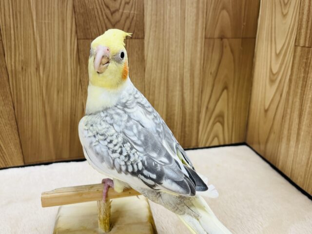オカメインコ