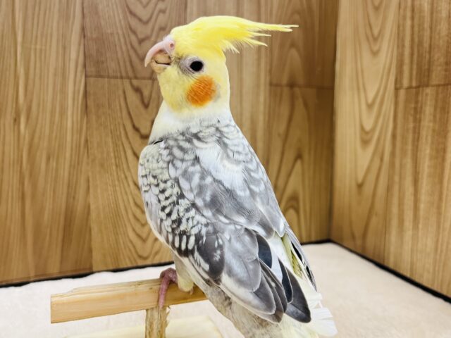 オカメインコ