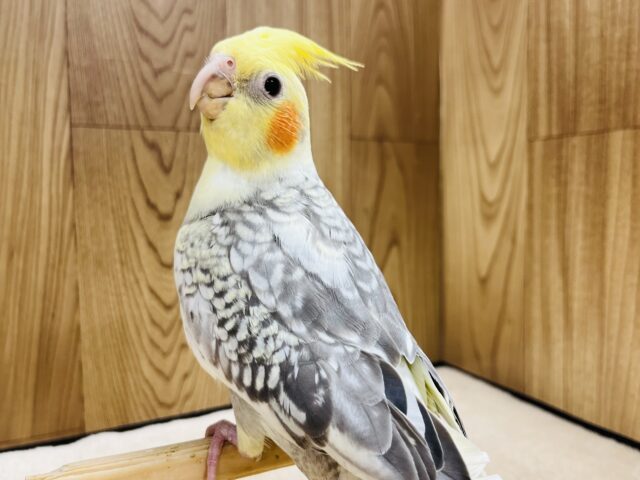 オカメインコ