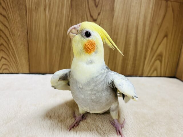 オカメインコ