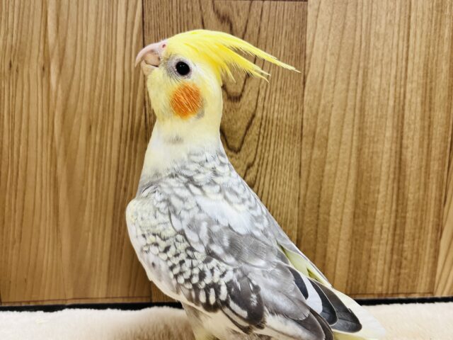 オカメインコ
