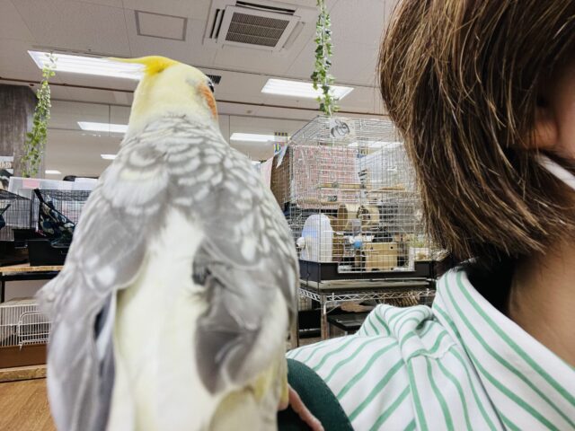 オカメインコ