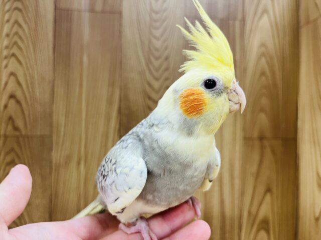 オカメインコ