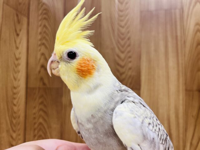 オカメインコ
