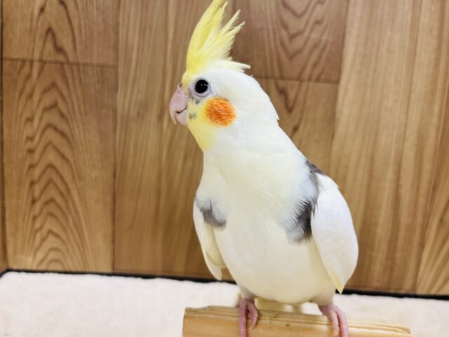 オカメインコ