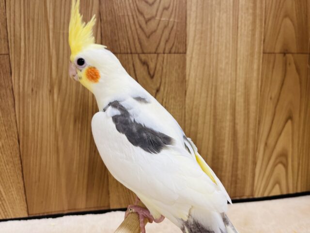オカメインコ