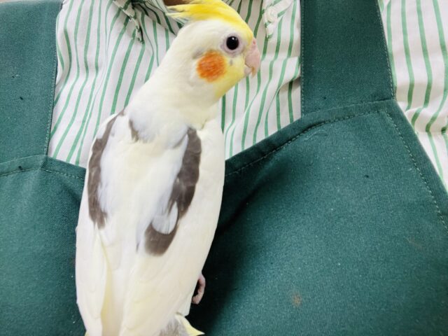 オカメインコ