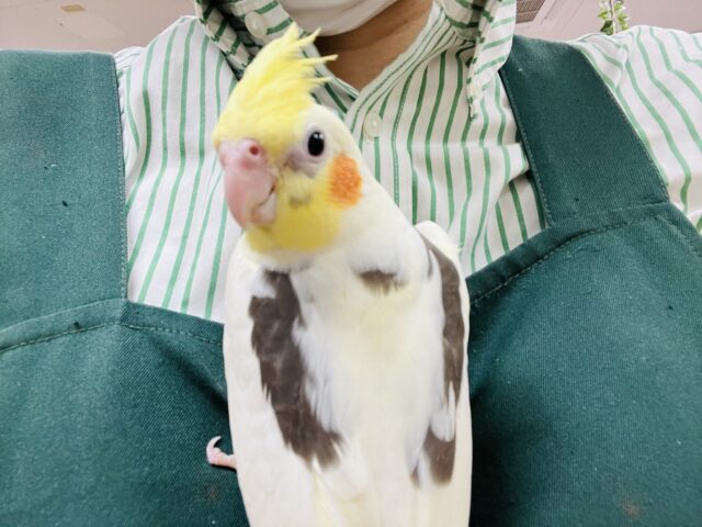 オカメインコ