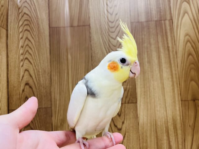 オカメインコ