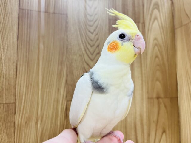 オカメインコ