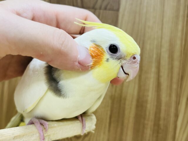 オカメインコ