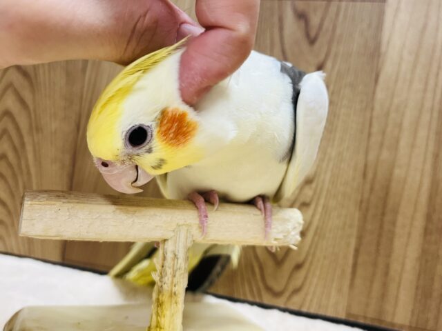 オカメインコ
